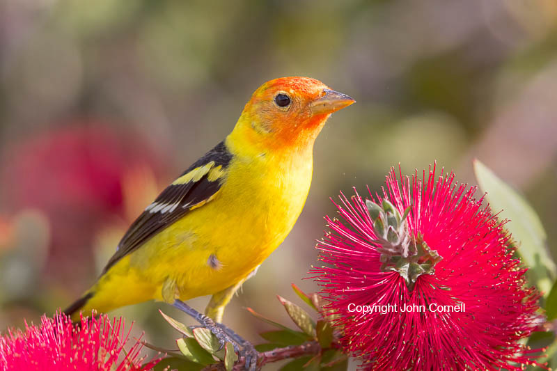 One;Piranga ludoviciana;Tanager;Western Tanager;avifauna;bird;birds;color image;color photograph;feather;feathered;feathers;feeding;foraging;natural;nature;outdoor;outdoors;wild;wilderness;wildlife